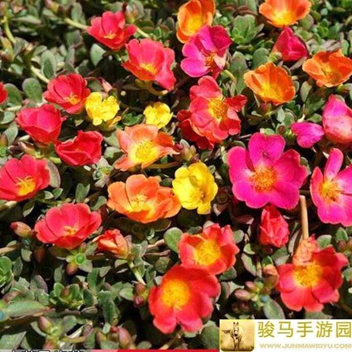 晚安森林探秘：尘埃中的大花马齿苋攻略全解析，教你快速通关领奖励！