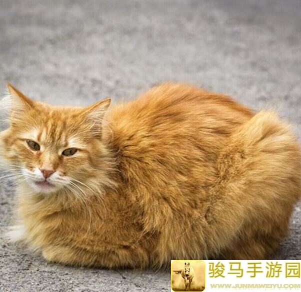 猫和老鼠谁是外星人最全白飘党攻略，轻松通关无压力！