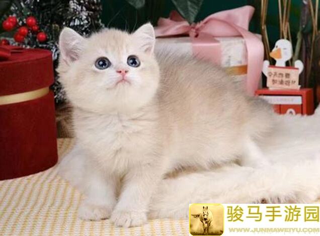 猫之城合集深度剧情解析，最全角色盘点带你爽翻游戏世界！