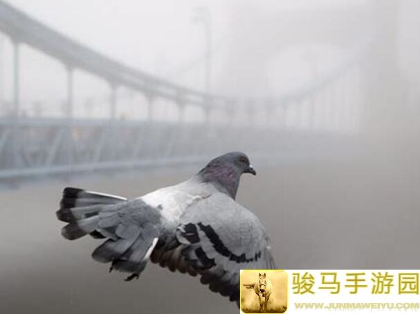 律动轨迹鸽子别怕，手把手教你通关不重开通关秘籍太戳心了